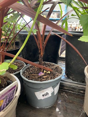 Lot 4177 - Red Cordyline