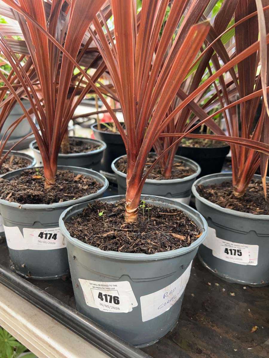 Lot 4176 - Red Cordyline