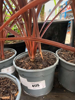 Lot 4175 - Red Cordyline