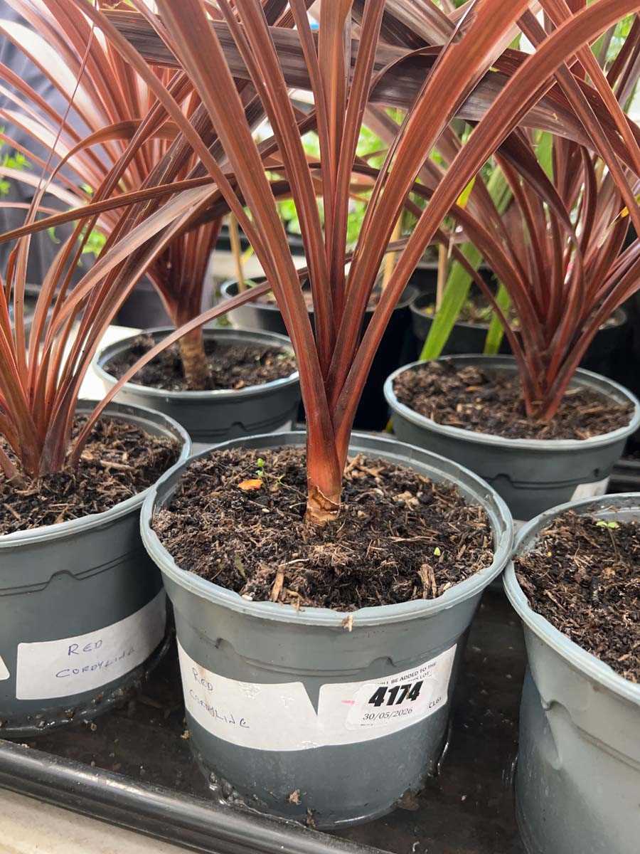 Lot 4174 - Red Cordyline