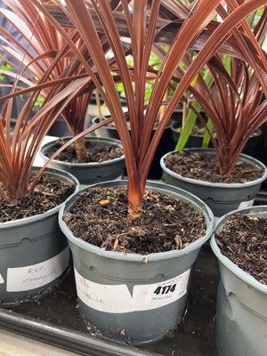 Lot 4174 - Red Cordyline