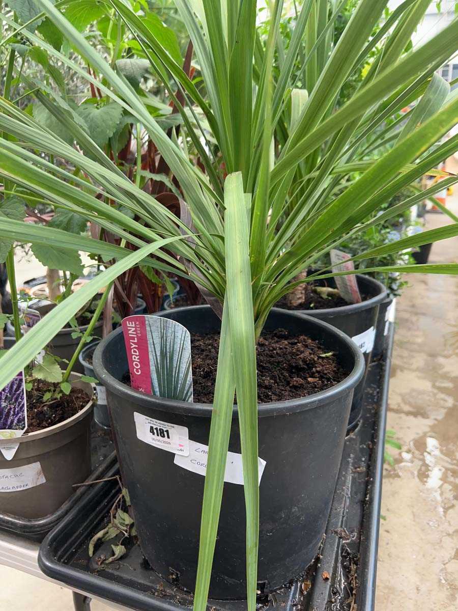 Lot 4181 - Large cordyline