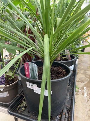 Lot 4181 - Large cordyline