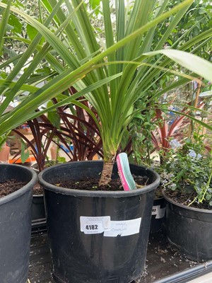 Lot 4182 - Large cordyline