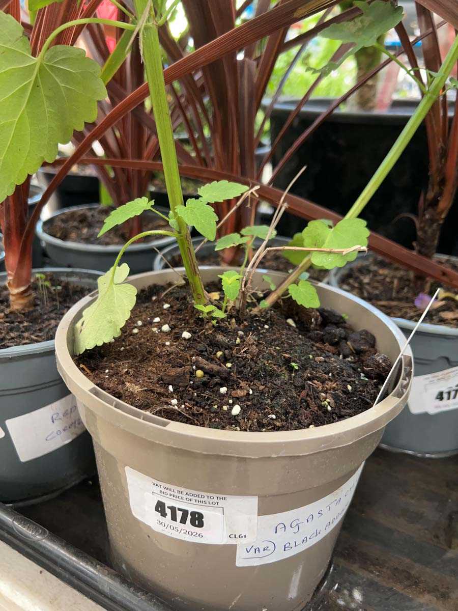 Lot 4178 - Agastache Blackadder