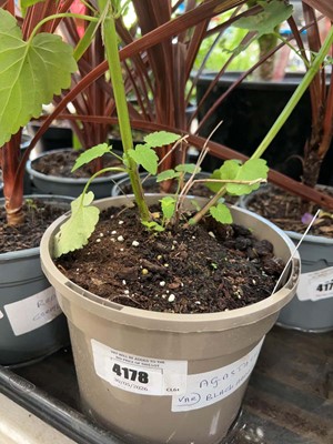 Lot 4178 - Agastache Blackadder