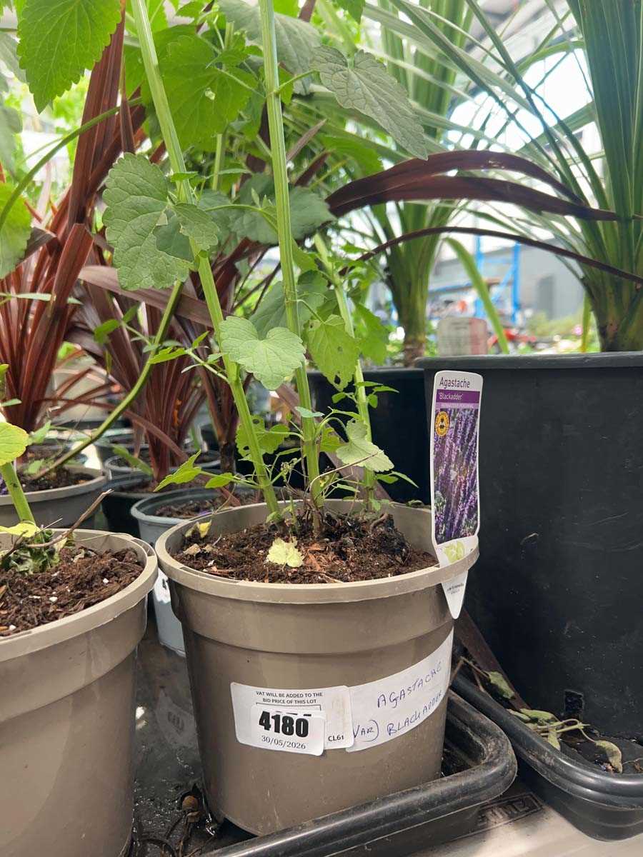 Lot 4180 - Agastache Blackadder