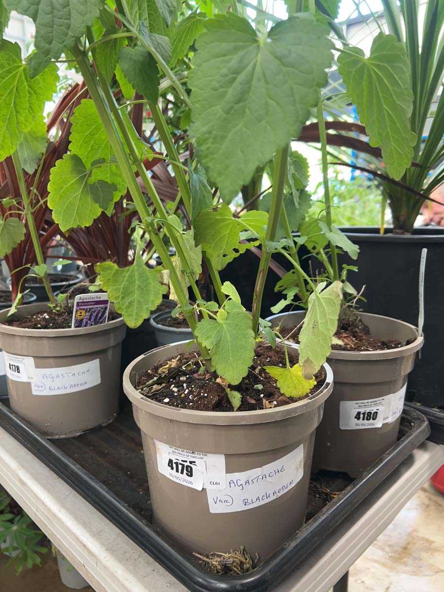 Lot 4179 - Agastache Blackadder