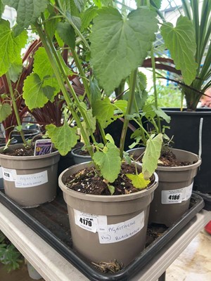 Lot 4179 - Agastache Blackadder