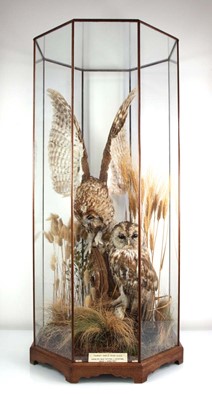 Lot 98 - Taxidermy: a pair of tawny owls (Strix Alulco)...