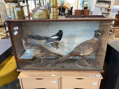 Lot 1181 - Collection of taxidermy to include 2 pheasants...