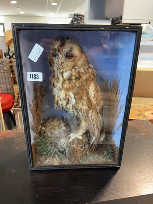 Lot 1183 - Cased taxidermy owl