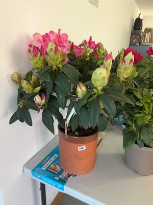Lot 2081 - Large 7.5L Van pink rhododendron
