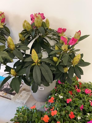 Lot 2082 - Large 7.5L Van pink rhododendron