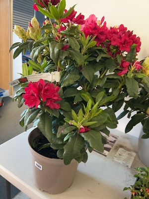 Lot 2083 - Large potted 7.5L Lord Roberts red flowering...