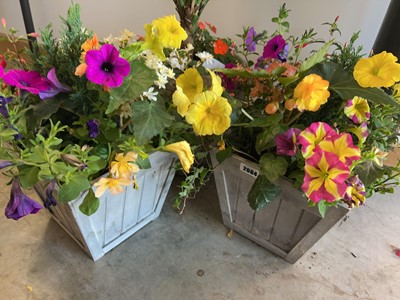 Lot 2084 - Pair of pre-planted wooden patio tubs...