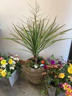 Lot 2085 - Concrete planter containing palm and impatiens