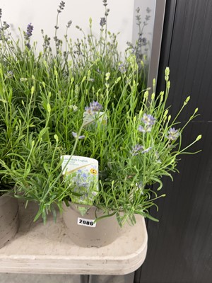 Lot 2086 - 3 Large potted English lavender