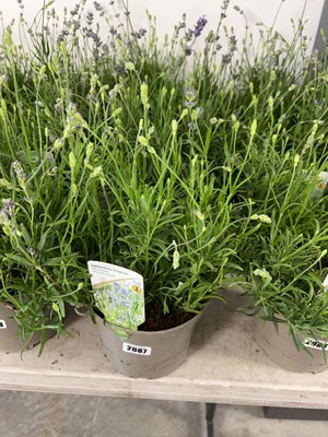 Lot 2087 - 3 Large potted English lavender