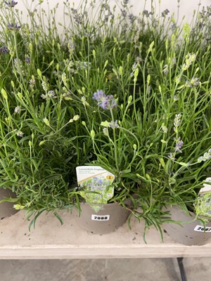 Lot 2088 - 3 Large potted English lavender