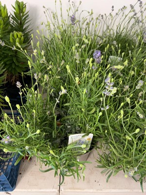 Lot 2089 - 3 Large potted English lavender