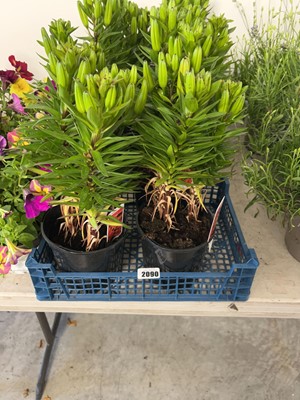Lot 2090 - 4 Orange Pixie liliums