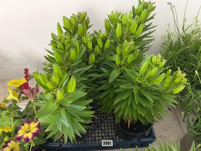 Lot 2091 - 4 Orange Pixie liliums