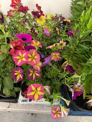 Lot 2092 - Tray containing potted petunias