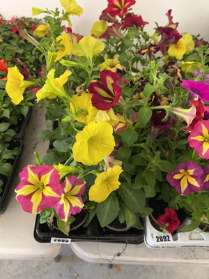 Lot 2093 - Tray containing potted petunias