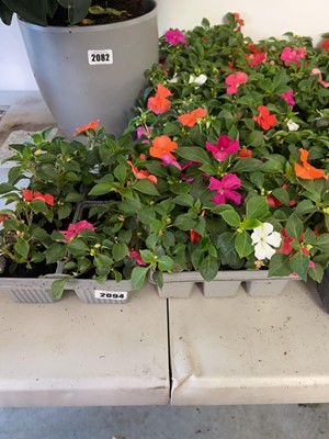 Lot 2094 - 5 trays containing approx. 30 potted impatiens