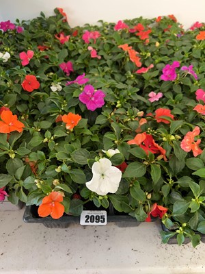 Lot 2095 - 4 trays containing approx. 24 bedding impatiens