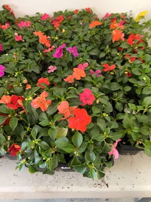 Lot 2096 - 4 trays containing approx. 24 bedding impatiens