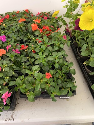Lot 2097 - 4 trays containing approx. 24 bedding impatiens