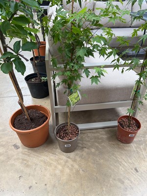 Lot 2098 - Potted acer