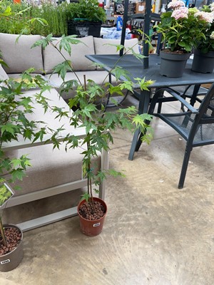 Lot 2099 - Potted acer