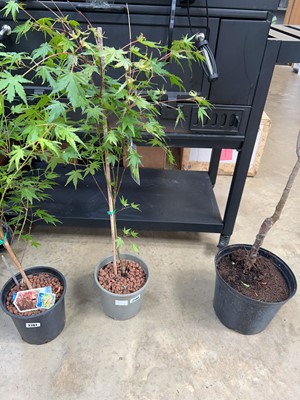 Lot 2100 - Potted acer