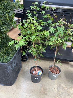 Lot 2101 - Potted acer