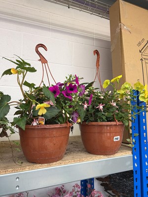 Lot 2102 - Pair of hanging baskets of mixed plants