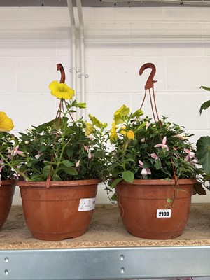 Lot 2103 - Pair of hanging baskets of mixed plants