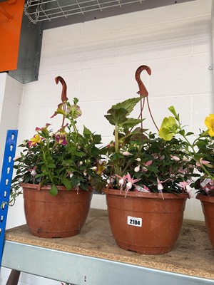 Lot 2104 - Pair of hanging baskets of mixed plants