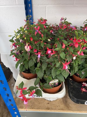 Lot 2105 - Tray containing potted mixed fuchsias