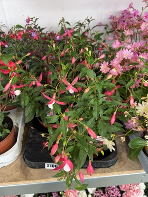 Lot 2106 - Tray containing potted mixed fuchsias