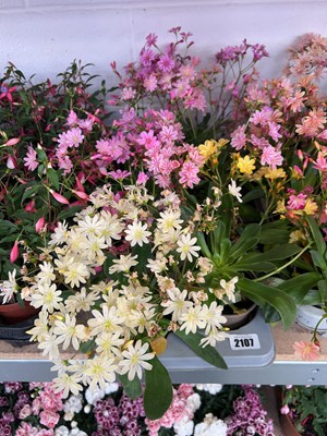 Lot 2107 - Tray containing 8 border plants