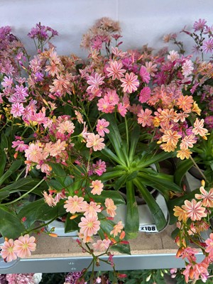 Lot 2108 - Tray containing 8 border plants
