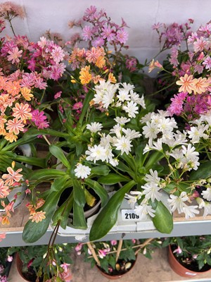 Lot 2109 - Tray containing 8 border plants