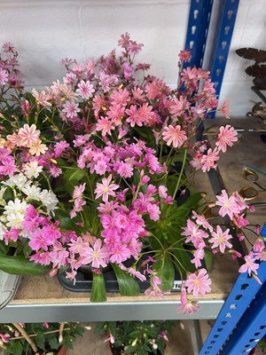 Lot 2110 - Tray containing 8 border plants