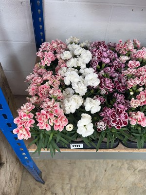 Lot 2111 - Tray containing 12 potted dianthus