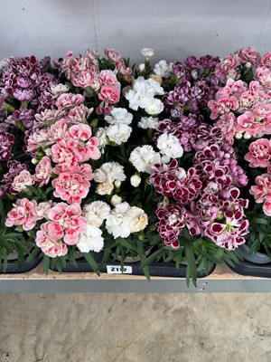 Lot 2112 - Tray containing 12 potted dianthus