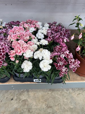 Lot 2113 - Tray containing 12 potted dianthus