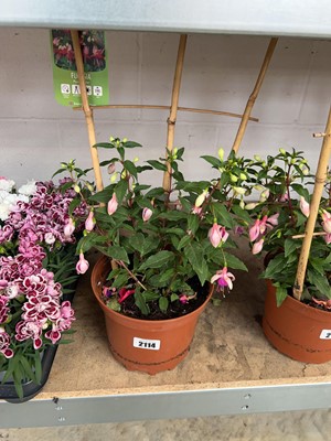 Lot 2114 - Potted Paula Jane climbing fuchsia